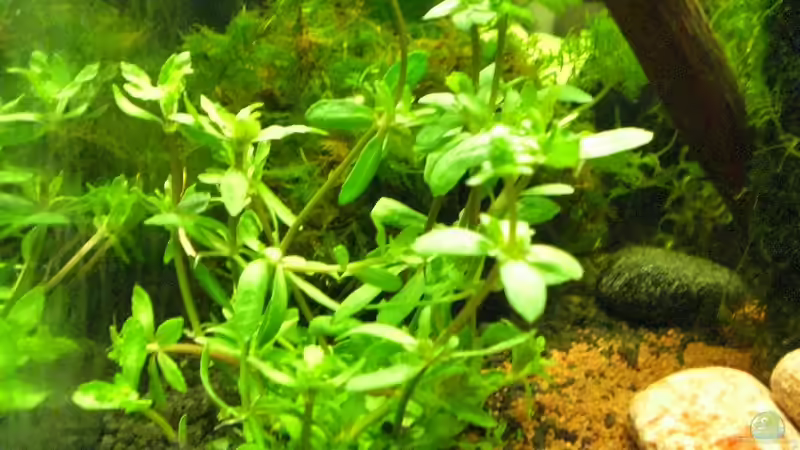 Pogestemon Helferi von Gabi Schmidt (4)