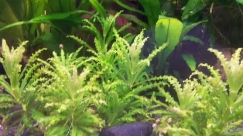 Pogestemon helferi von Jana_ (8)