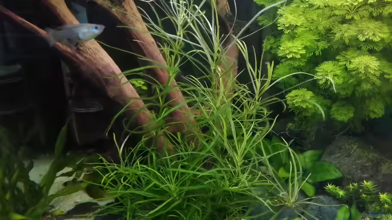 Pogestemon quadrifolius v.Dennerle von Grünhexe (141)