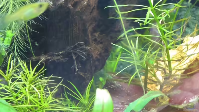 Pogestemon Stellata von Fischfrau (6)