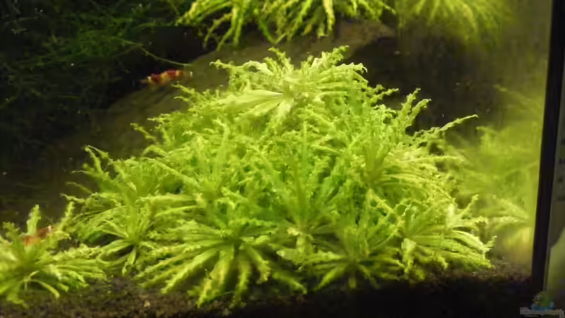 Pogo-Burg von Kevin Janas (2)