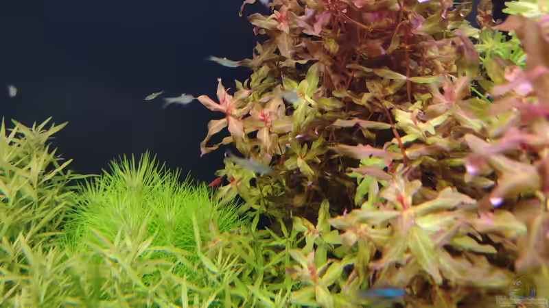 Pogostemon deccanensis, Limnophila aromatica ´mini´ und Rotala macrandra v. 11.02.2024 von C-NA (18)