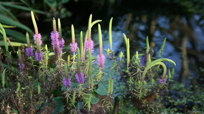 Pogostemon erectus - Indische Sternpflanze Blüte von Susanne Axt (17)