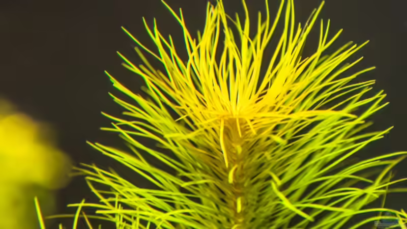 Pogostemon erectus  05.07.15 von Betta Chris (69)