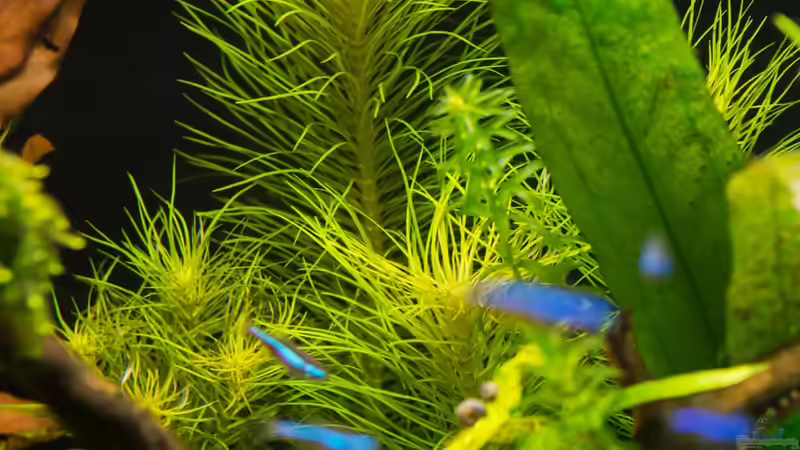 Pogostemon erectus  16.07.15 von Betta Chris (70)