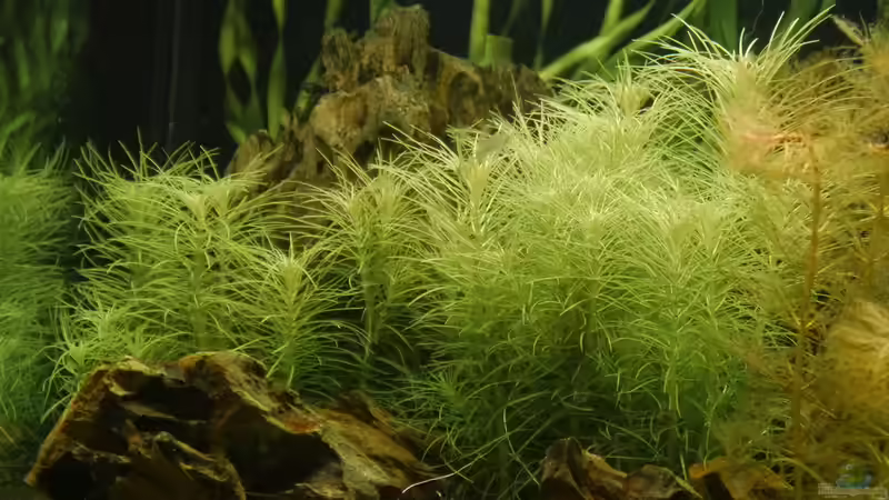 Pogostemon erectus  von foxi (21)