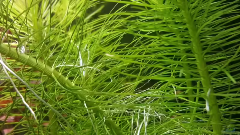 Pogostemon erectus Indische Sternpflanze von Ichigo (32)