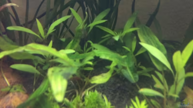 Pogostemon erectus und Cryptocoryne wendtii von Harald Kästner (26)