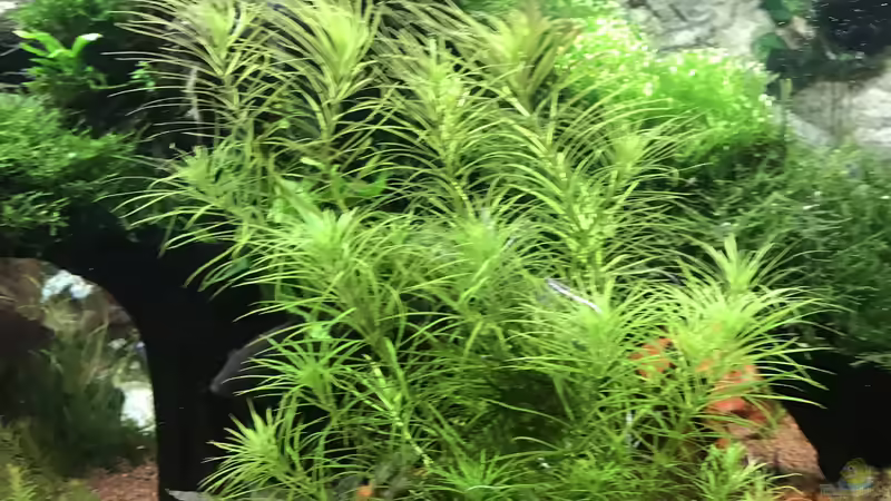 Pogostemon erectus von Acero (15)