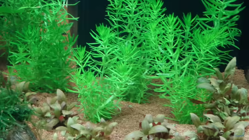 Pogostemon erectus von coachdriver_uwe (31)