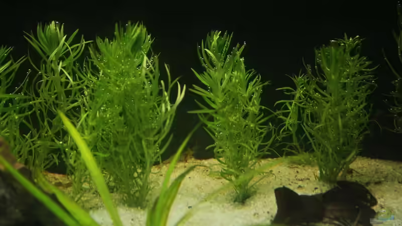 Pogostemon erectus von David B (20)