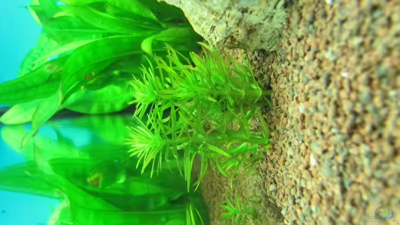 Pogostemon erectus von Florian S. (5)