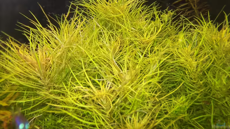 Pogostemon erectus von Lotte und Hendo (40)