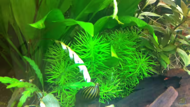 Pogostemon erectus von Nastassja&Mario T (10)