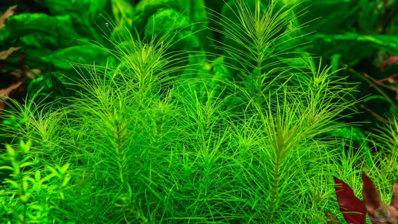 Pogostemon erectus von Ralf64 (26)