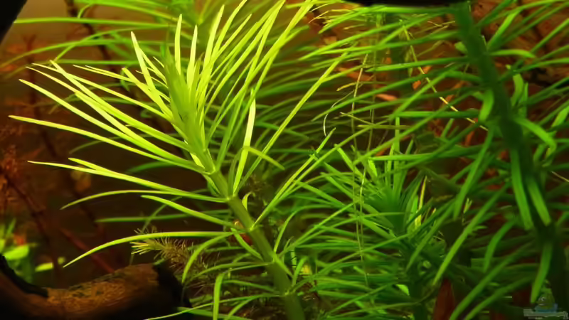 Pogostemon erectus von YoshiMaus (7)