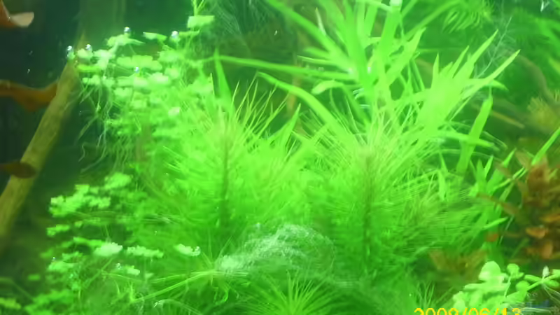 pogostemon erekta und japanischer wassernabel  von Herbert Baier (28)