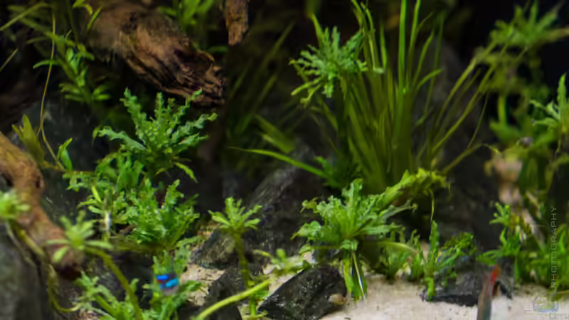 Pogostemon helferi   05.07.15 von Betta Chris (72)