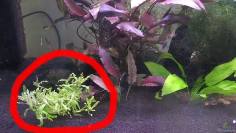 Pogostemon helferi - 19.08.09 erster Tag im AQ von julian2010 (5)