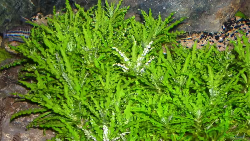 Pogostemon helferi - Gewelltblättriges Laichkraut von Bungi (4)