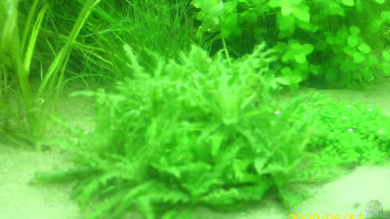 pogostemon helferi  von Herbert Baier (14)