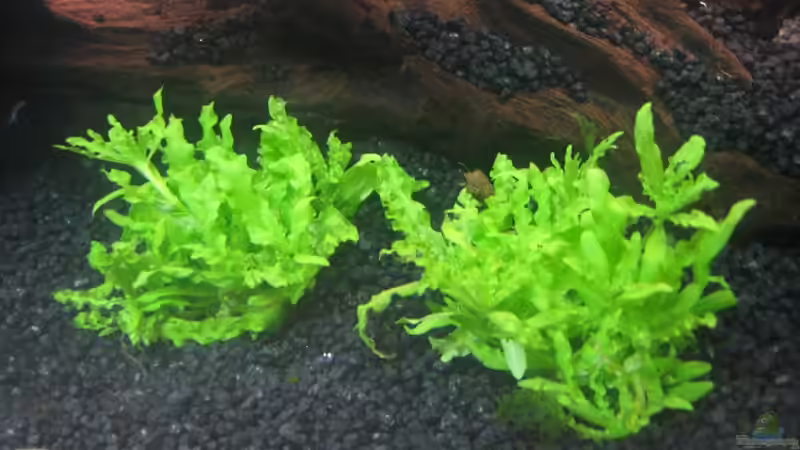 Pogostemon helferi * von Marco B. (9)