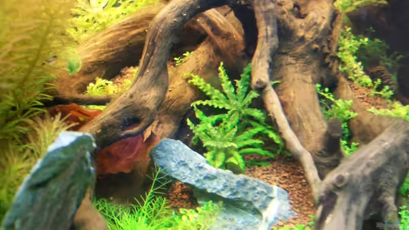 Pogostemon helferi, von sascha74 (7)