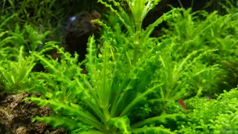 Pogostemon helferi 04.05.2013 von M to the ilan (25)