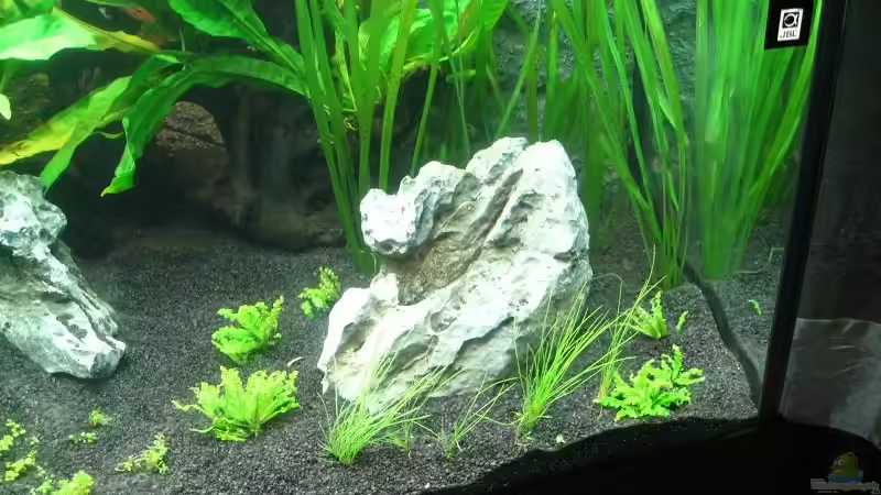 Pogostemon helferi am 29.12.2010 eingesetzt von Sergio10 (15)