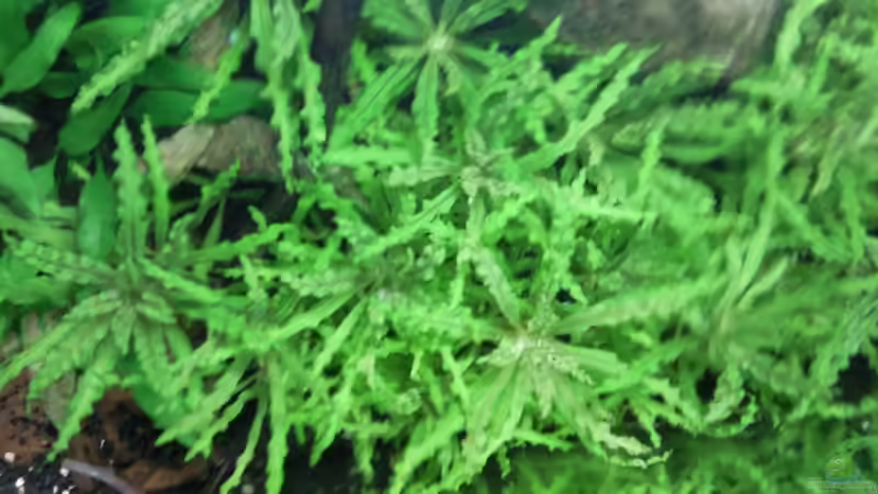 Pogostemon helferi Dschungel von oben 25.01.10 von lützkopf (27)