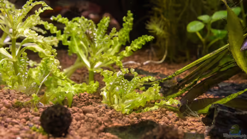 Pogostemon helferi kurz nach dem pflanzen von rasrol (12)