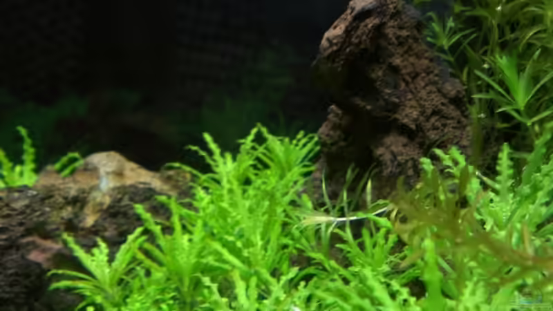 Pogostemon helferi mit weißen Blättern 09.11.12 von M to the ilan (24)