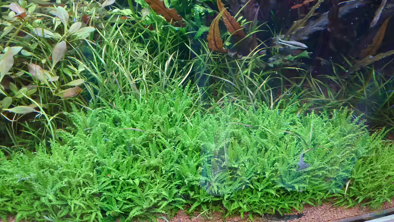 Pogostemon helferi und Helanthium tenellum von Stefan von Oettingen (20)