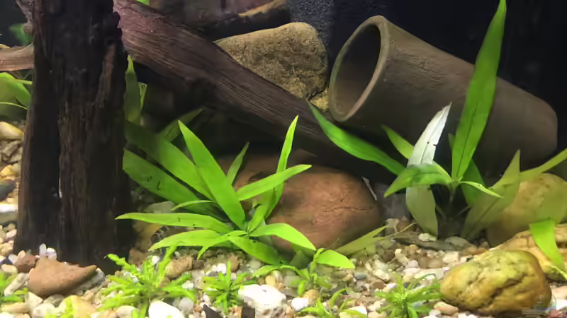 Pogostemon helferi und Hygrophila siamensis von Harald Kästner (21)
