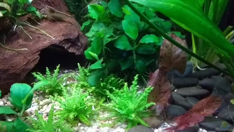 Pogostemon helferi und Nymphaea lotus  von Stephy (24)