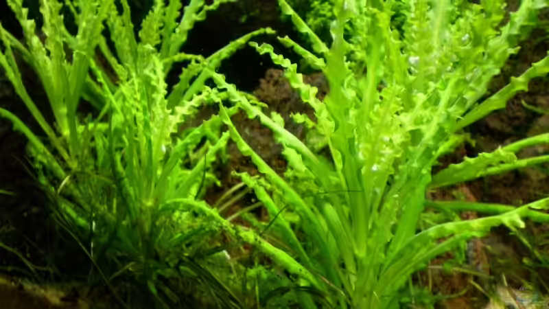 Pogostemon helferi unterdrückt tenellus von Marc Joist (7)