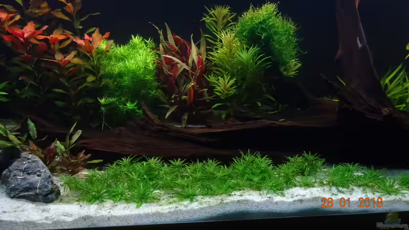 Pogostemon helferi von Aqua-Josh (10)