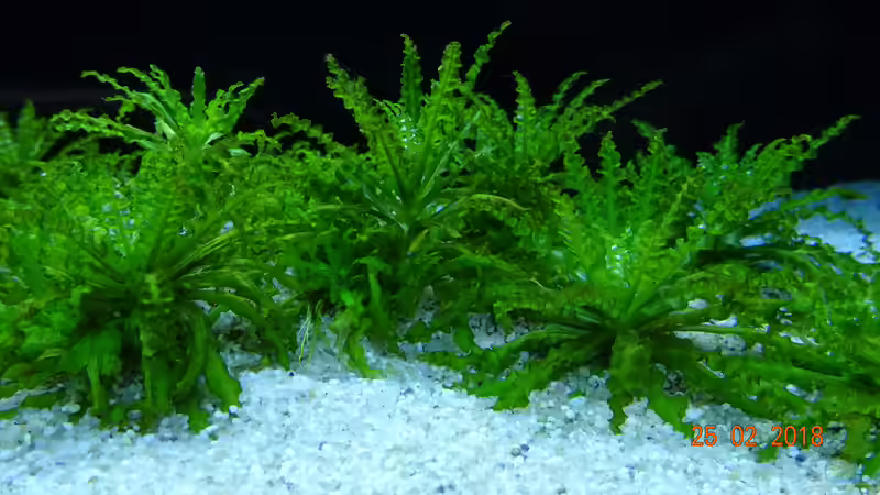 Pogostemon helferi von Aqua-Josh (13)
