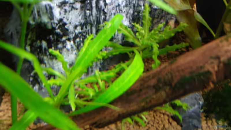 Pogostemon helferi von Aquarienfreund44 (8)