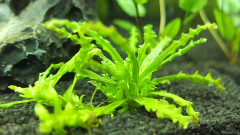 pogostemon helferi von axolotl (25)