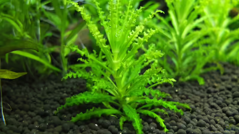 Pogostemon helferi von axolotl (28)