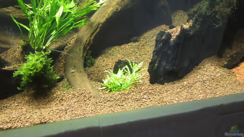 Pogostemon helferi von Christian Grunwald (22)