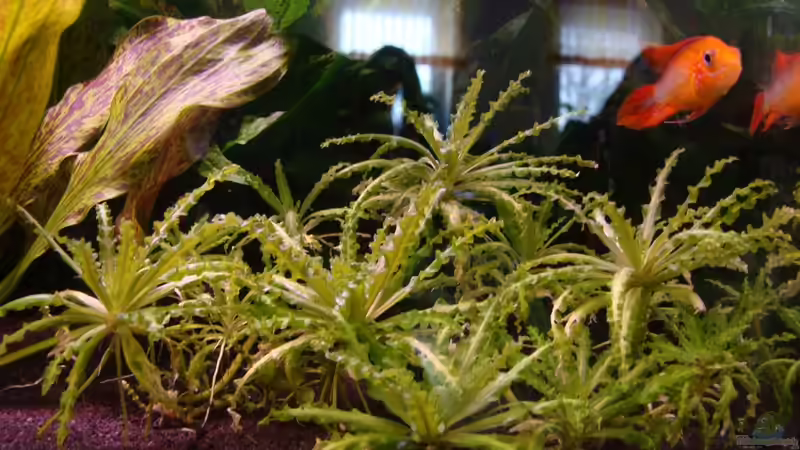 Pogostemon helferi von Christian Heitmann (2)