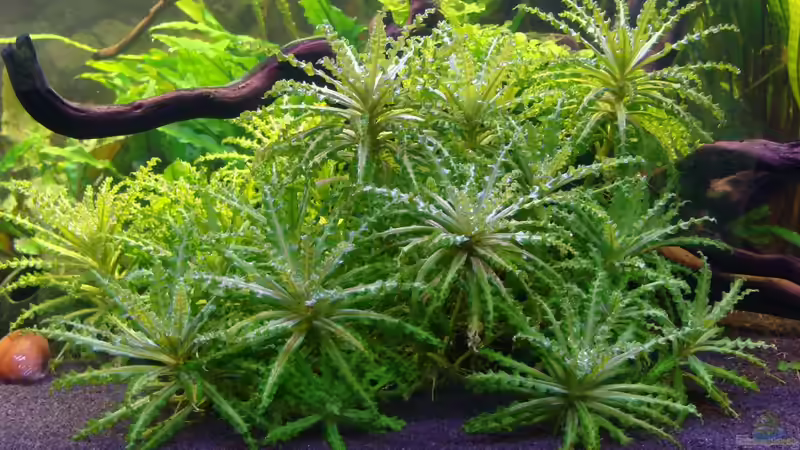 Pogostemon helferi von Christian Heitmann (6)