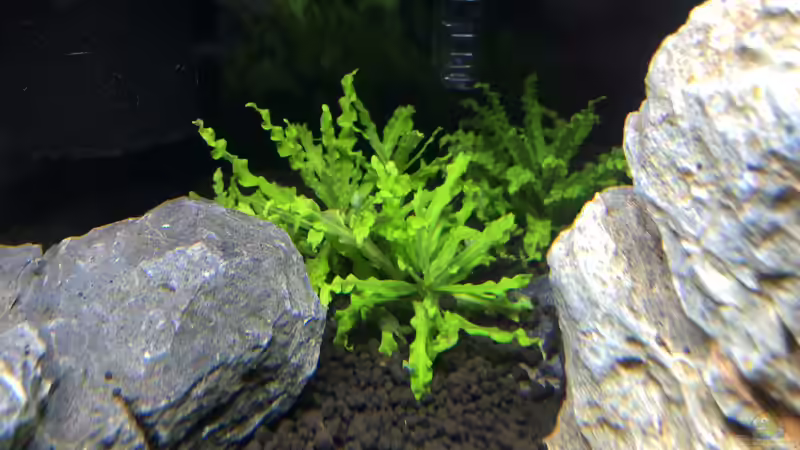 Pogostemon helferi von Fabian K. (3)