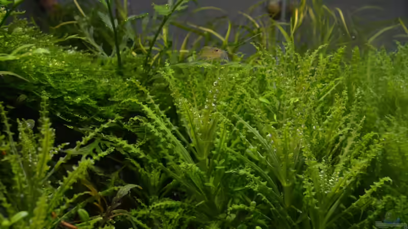 Pogostemon helferi von Gallius (7)