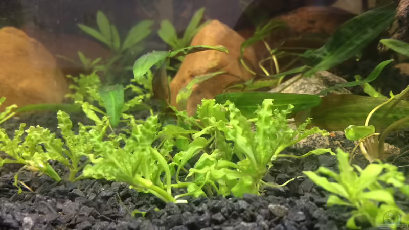 Pogostemon helferi von Harald Kästner (17)