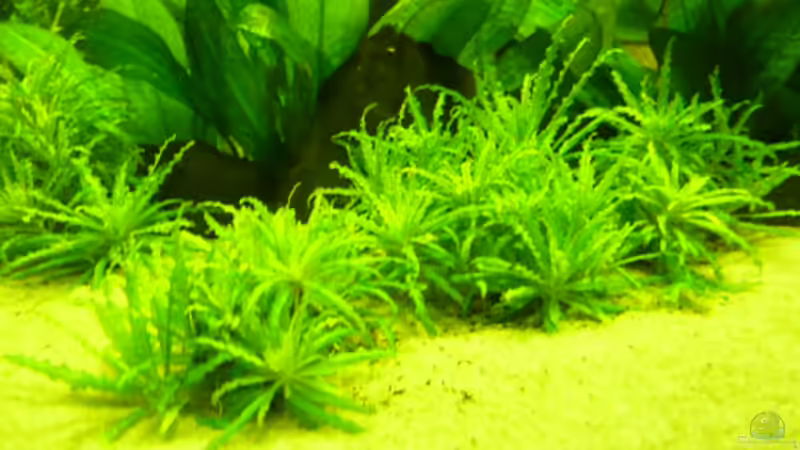 Pogostemon helferi von Josef Schachtner (7)