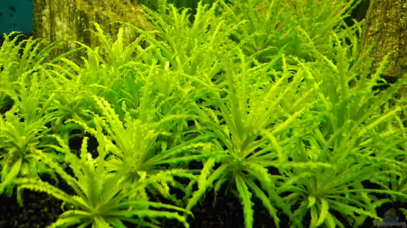 Pogostemon Helferi von Kill-Bill (6)