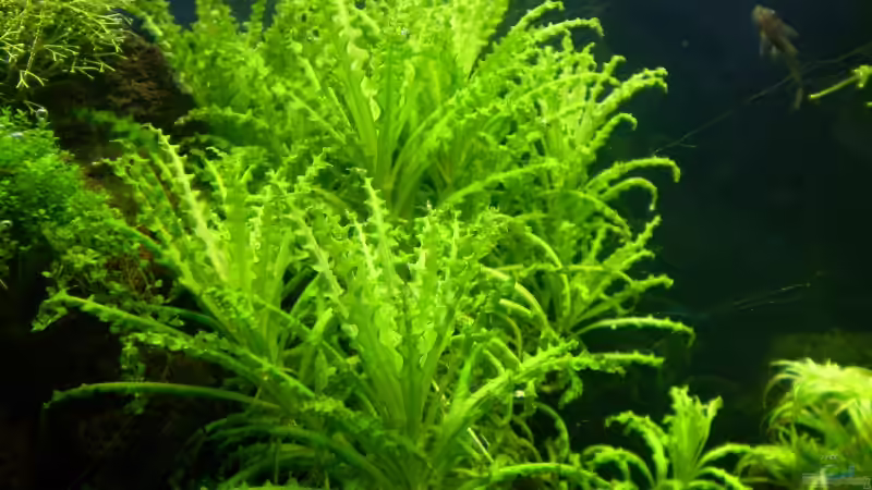 Pogostemon helferi von Marc Joist (9)